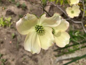 花水木（はなみずき）