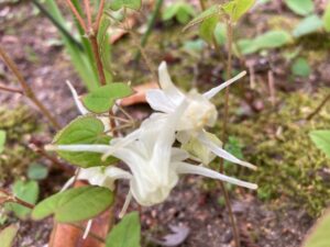 錨草(いかりそう)