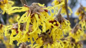 金縷梅（まんさく）