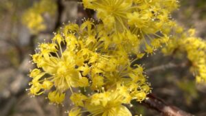 山茱萸（さんしゅゆ）の花