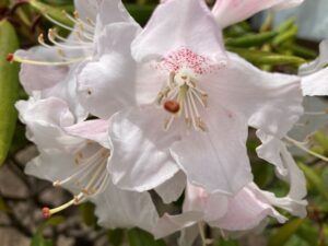 石楠花（しゃくなげ）