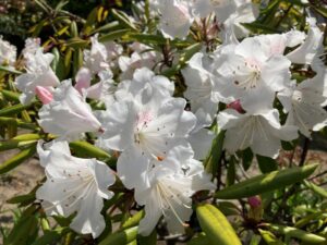 石楠花（しゃくなげ）