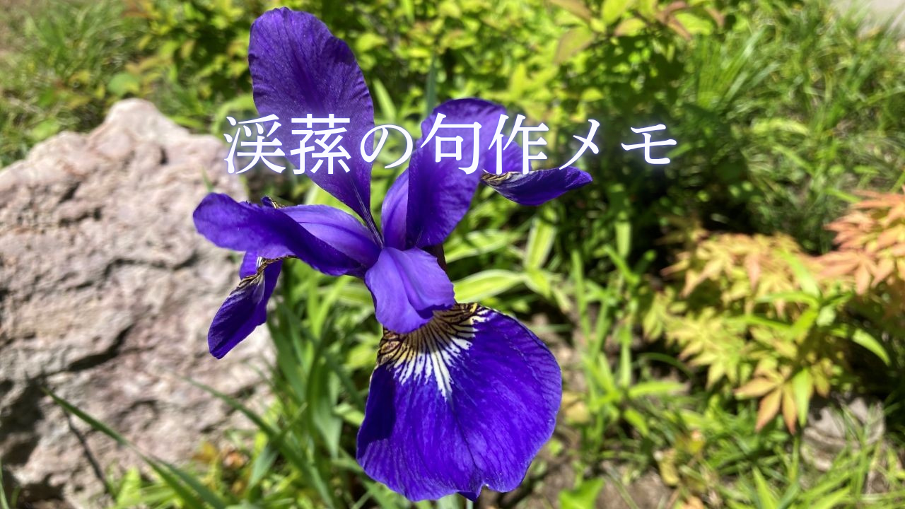 濃い紫色の渓蓀（あやめ）の花