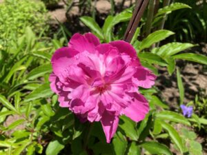 濃いピンクの芍薬（しゃくやく）の花