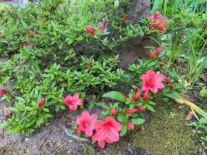 杜鵑花（さつき）