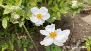 秋明菊