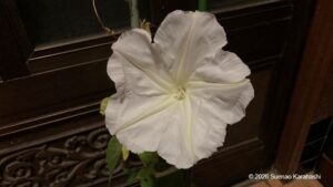 夜顔の花